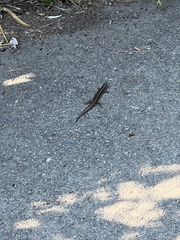 Plestiodon skiltonianus