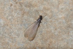 Reticulitermes balkanensis