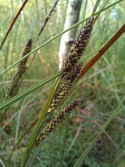 Carex nigra