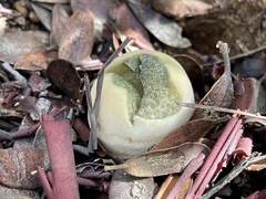Leccinum manzanitae
