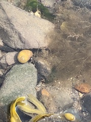 Pagurus bernhardus