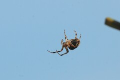 Araneus diadematus