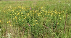Helianthus divaricatus
