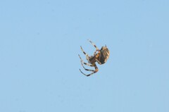 Araneus diadematus