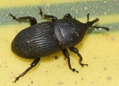 Scyphophorus acupunctatus