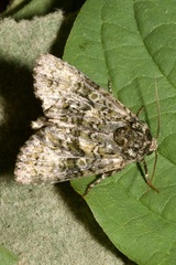 Craniophora ligustri