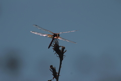 Sympetrum flaveolum