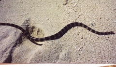 Laticauda saintgironsi