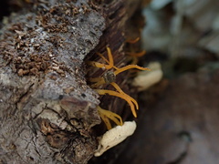 Calocera cornea