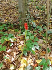 Arum cylindraceum