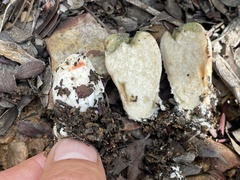 Leccinum manzanitae