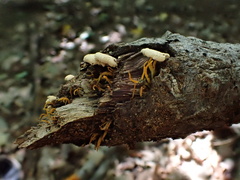 Calocera cornea