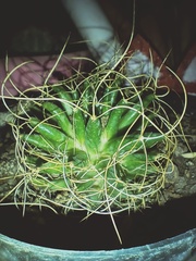 Mammillaria longimamma