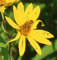 Helianthus divaricatus