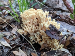 Ramaria