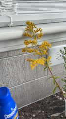 Solidago juncea