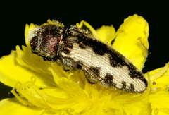 Acmaeodera pilosellae