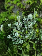 Cladonia