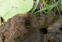 Ontholestes cingulatus