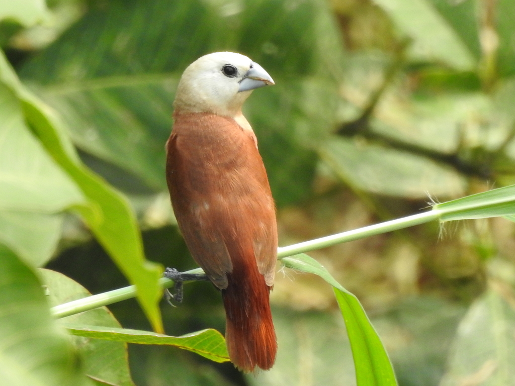 White-headed Munia