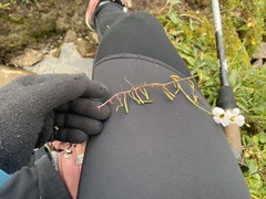 Montia bostockii