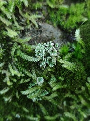 Cladonia