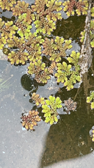 Azolla filiculoides