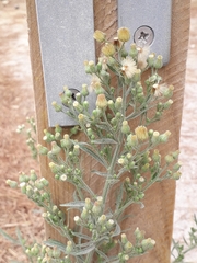 Erigeron bonariensis