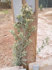 Erigeron bonariensis
