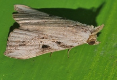 Chorsia