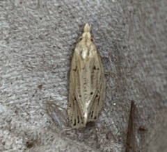 Macrochilo orciferalis