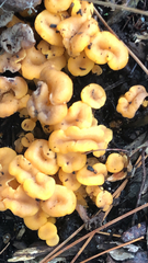 Craterellus ignicolor