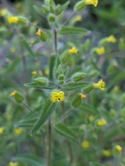 Mimetanthe pilosa