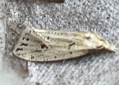 Macrochilo orciferalis