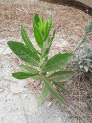 Erigeron bonariensis