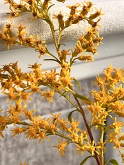 Solidago juncea