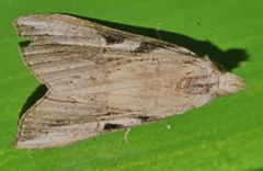 Chorsia
