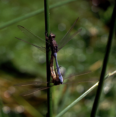 Orthetrum