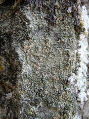 Bacidia rubella