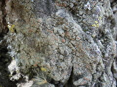 Bacidia rubella