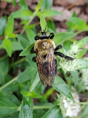 Xylocopa virginica virginica