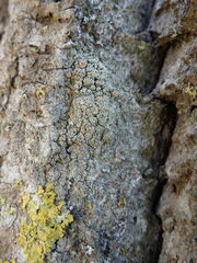 Bacidia rubella