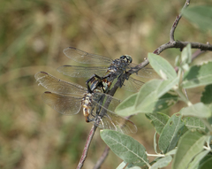 Lindenia tetraphylla