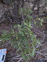 Quercus hypoleucoides