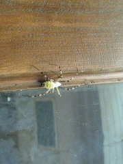 Argiope bruennichi