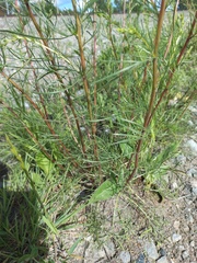 Artemisia commutata