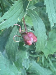 Ampelomyia vitispomum