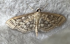 Herpetogramma