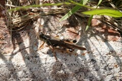 Melanoplus fasciatus