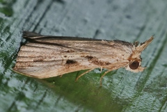Chorsia